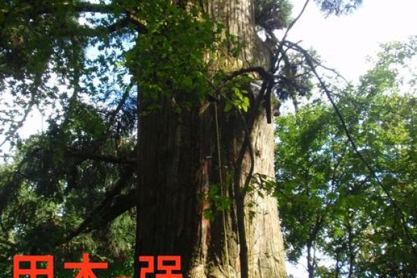 探寻木命的强大之源：哪种木最具力量？