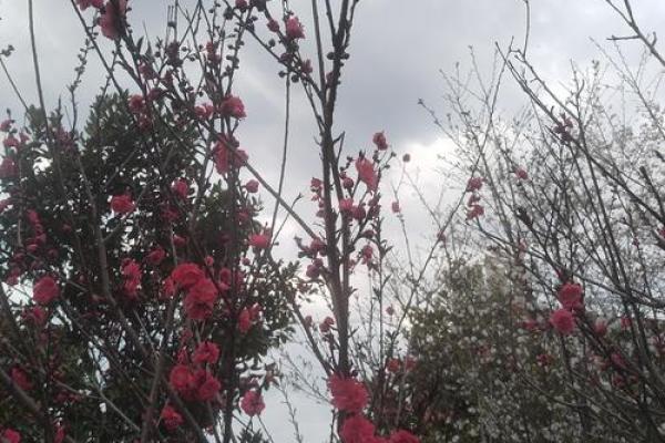 探索女生百花之命：花开花落，自有天命之美
